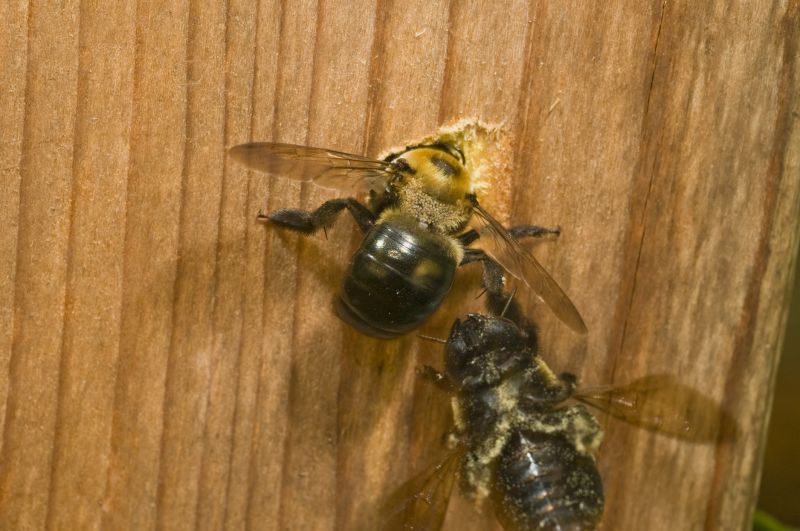 Carpenter Bee Removal Service