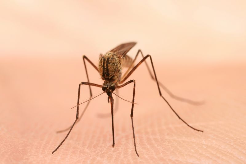 Fly And Mosquito Control Strategies