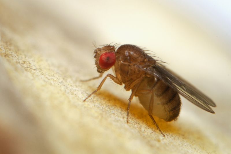 Fruit Fly Extermination