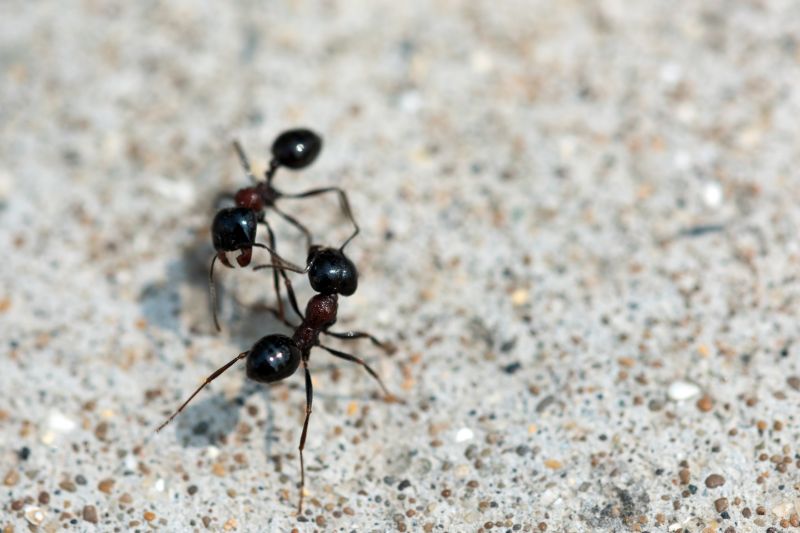 Ants Extermination Service detail