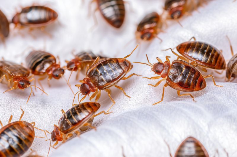 Bed Bug Extermination detail