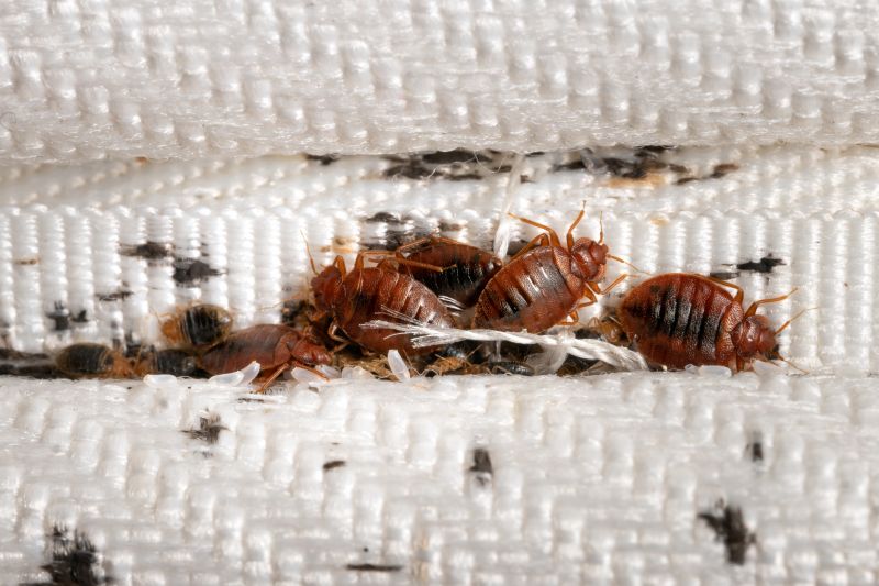 Bed Bug Extermination detail