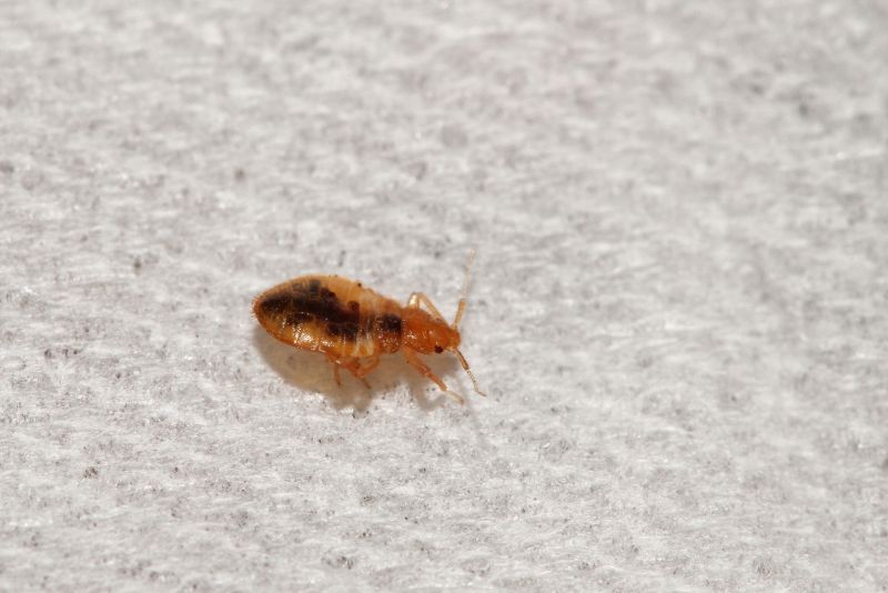 Bed Bug Extermination detail