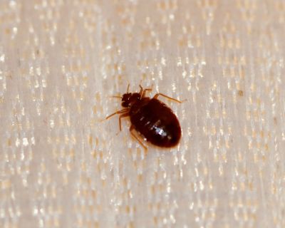 Bed Bug Fumigation detail
