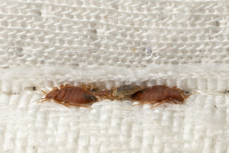 Bed Bug Fumigation detail