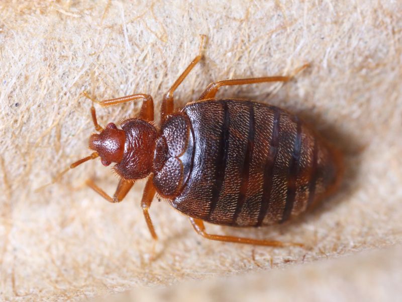Bed Bug Treatment Service detail