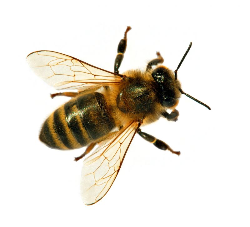 Bee Pest Control Service detail
