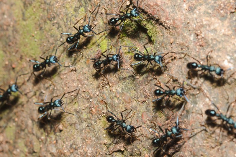 Black Ant Extermination detail