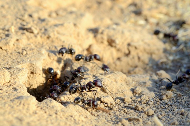 Black Ant Extermination detail
