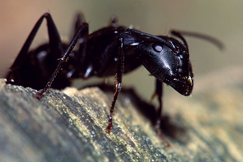 Black Ant Extermination detail