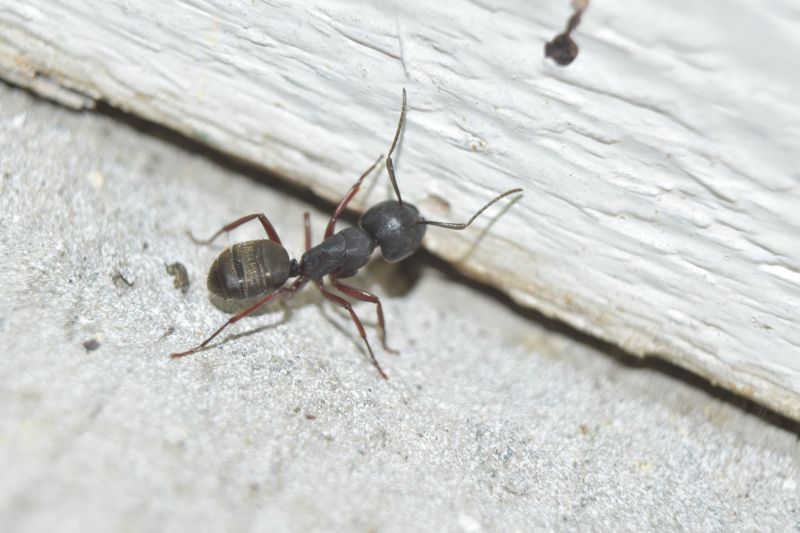 Carpenter Ant Extermination detail