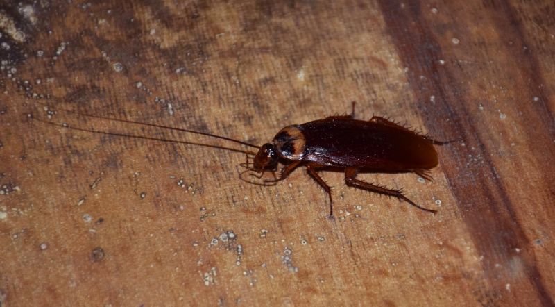 Cockroach Fumigation Service detail