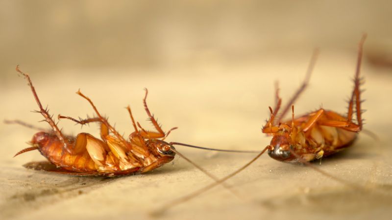 Cockroach Fumigation Service detail
