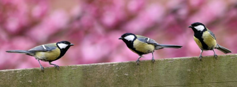 Commercial Bird Removal detail