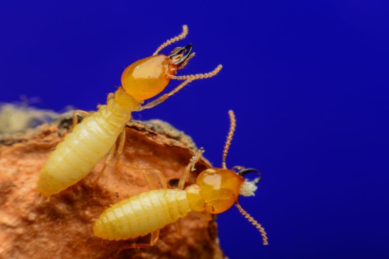 Commercial Termite Removal detail