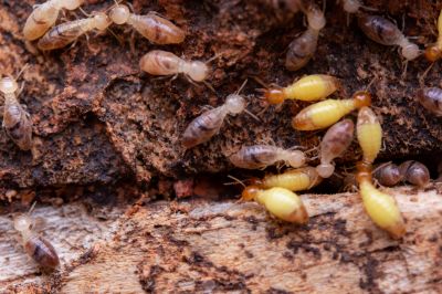 Commercial Termite Removal detail