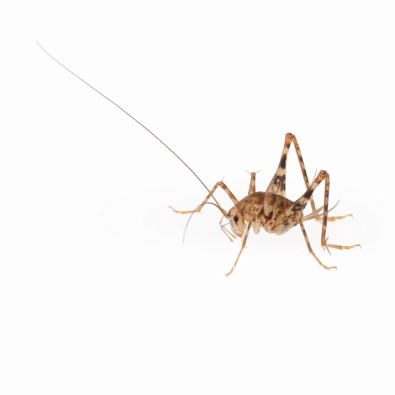 Cricket Removal Service detail