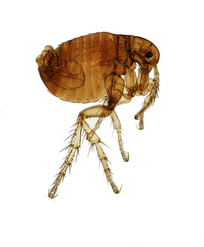 Flea Extermination detail