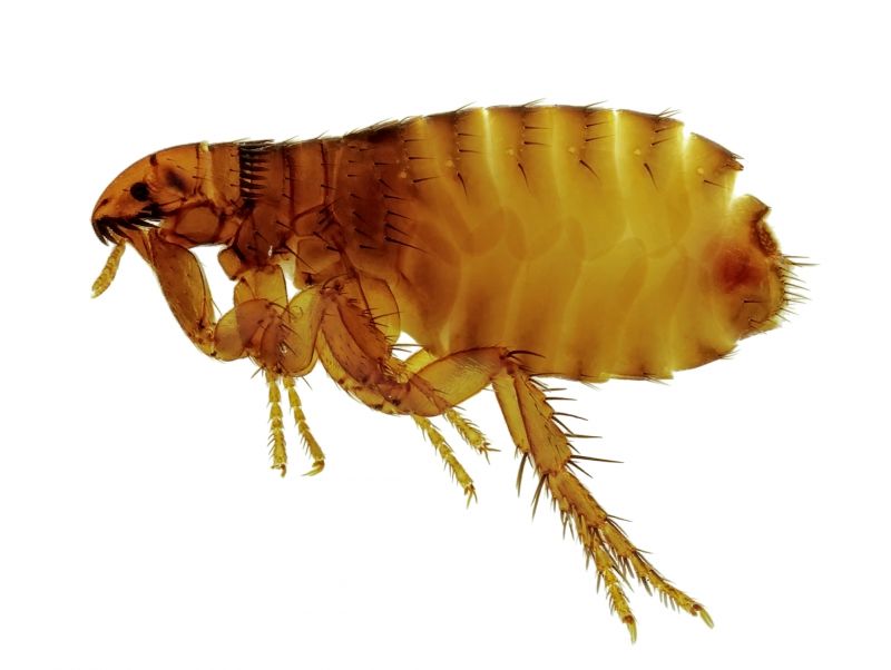Flea Fumigation detail