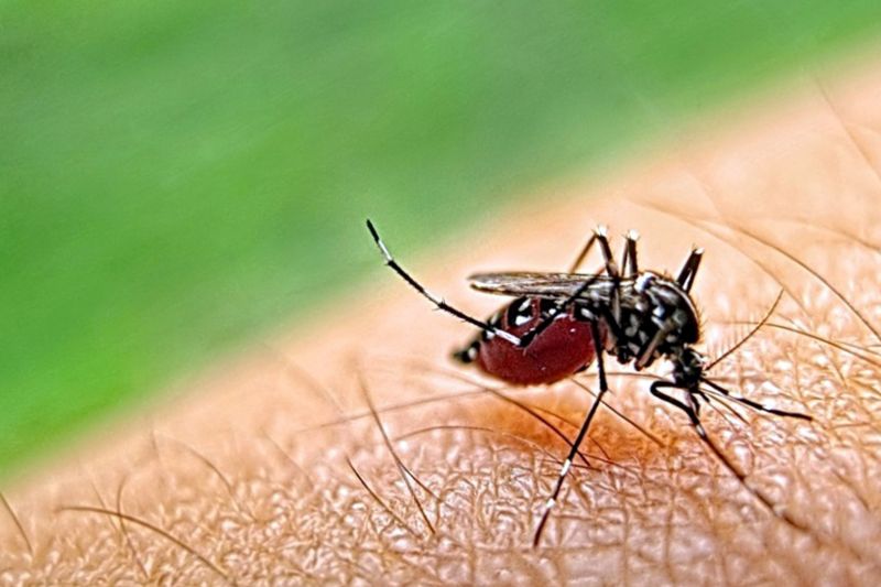 Mosquito Control Service detail