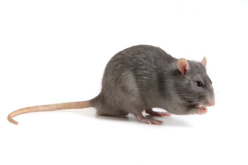 Rat Trapping Service detail