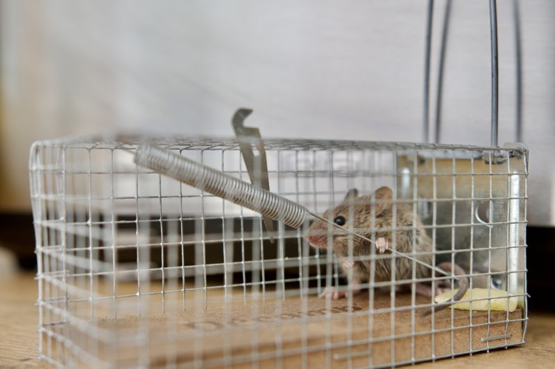 Rat Trapping Service detail