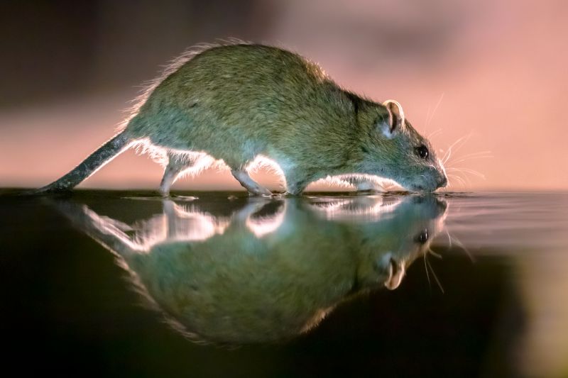 Rat Trapping Service detail