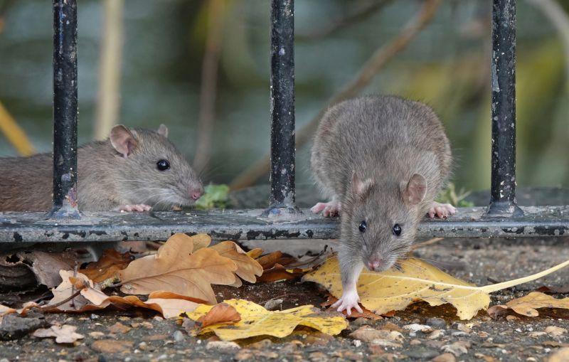 Rats Extermination detail