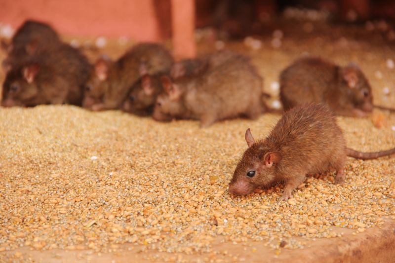 Rats Extermination detail