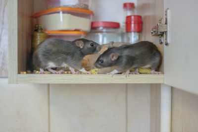 Rats Extermination detail