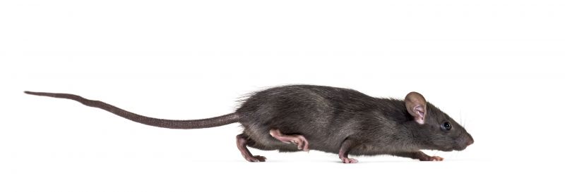 Rats Removal detail