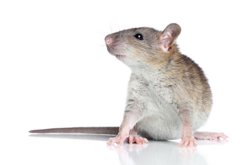 Rats Removal detail
