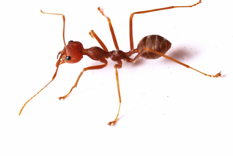 Red Ant Extermination detail
