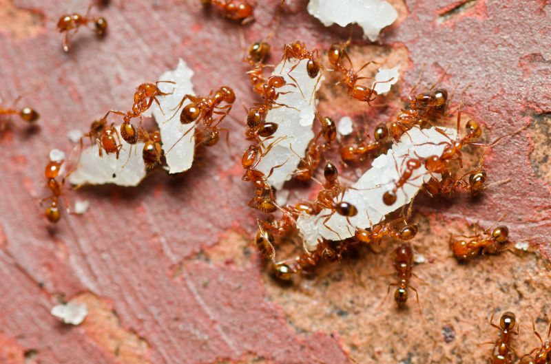 Red Ant Extermination detail