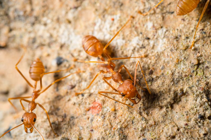 Red Ant Extermination detail
