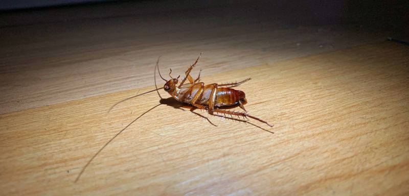 Roach Extermination detail