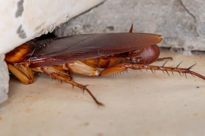 Roach Removal detail