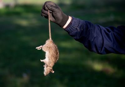Rodent Control Service detail