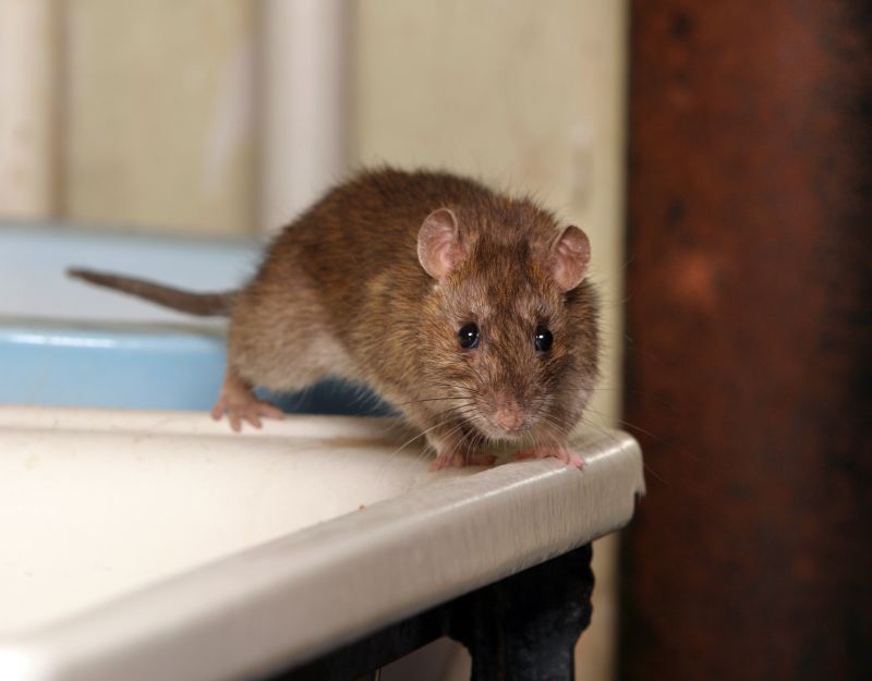 Rodent Extermination Service detail