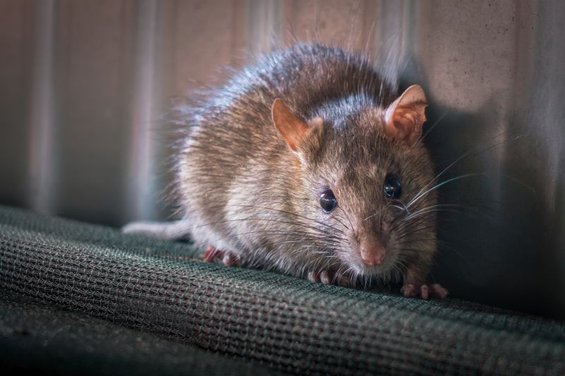 Rodent Extermination Service detail