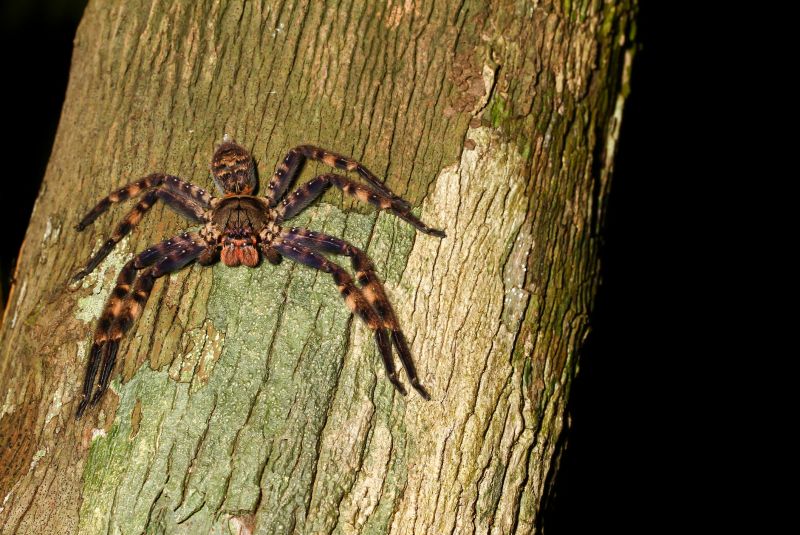 Spider Extermination Service detail