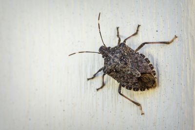 Stinkbug Extermination Service detail