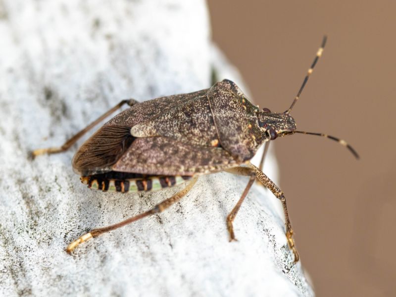 Stinkbug Extermination Service detail
