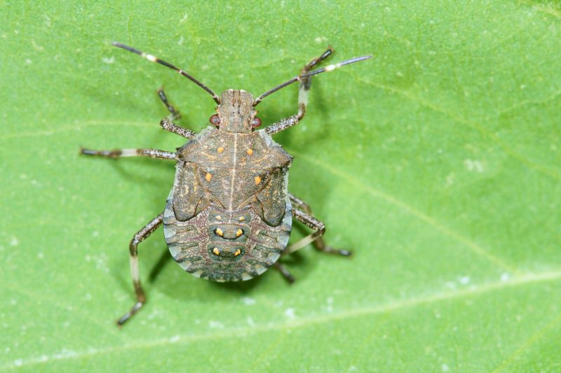 Stinkbug Extermination Service detail