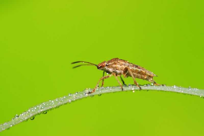 Stinkbug Extermination Service detail