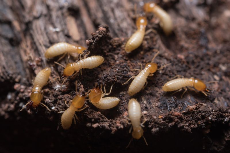 Termite Inspection Service detail