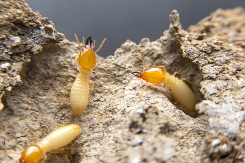 Termites Extermination detail