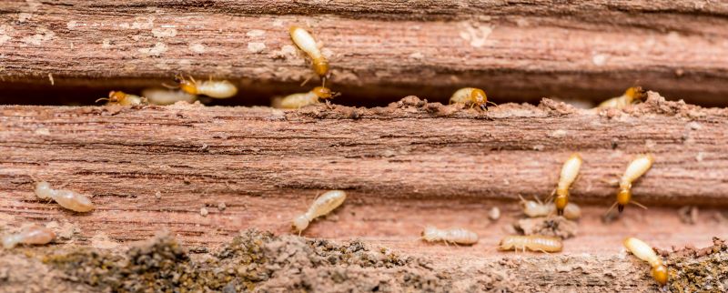 Termites Extermination detail