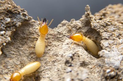Termites Extermination detail