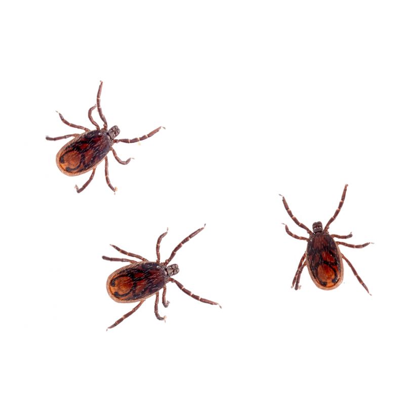 Tick Control Service detail